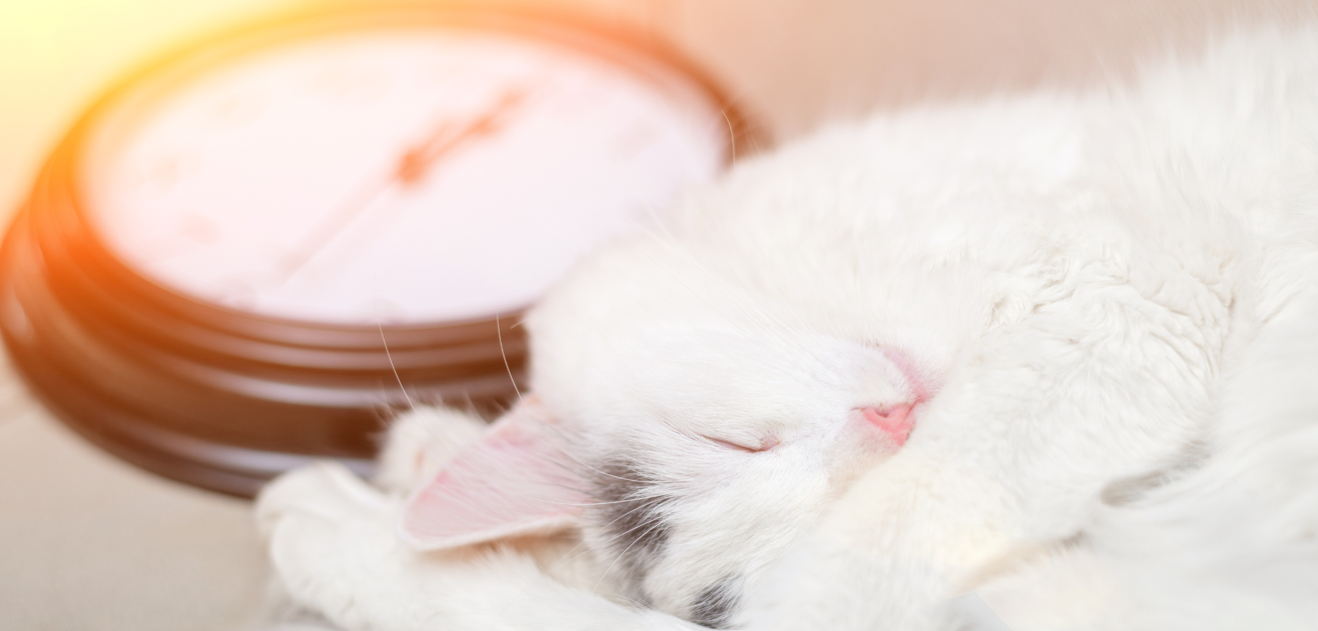 L'horloge chat : l'accessoire déco qui fera miauler votre intérieur