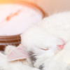 L'horloge chat : l'accessoire déco qui fera miauler votre intérieur